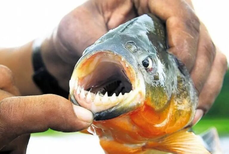 Crecen los ataques de palometas en el río Paraná y hay más de 40 heridos