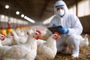 Detectaron un brote de influenza aviar en Córdoba