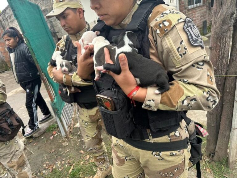 Rescatan 10 cachorros en barrio Mosconi
