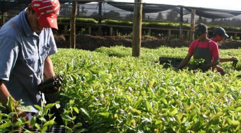 Yerba mate: crece el consumo y aumento récord de las exportaciones