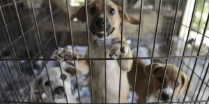 Cientos de cachorros mueren encerrados en cajas en el norte de Salta