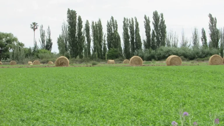 Argentina exportó 94.000 toneladas de alfalfa en el primer trimestre