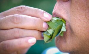 “Coquear” en Salta no dará positivo en los narcotests