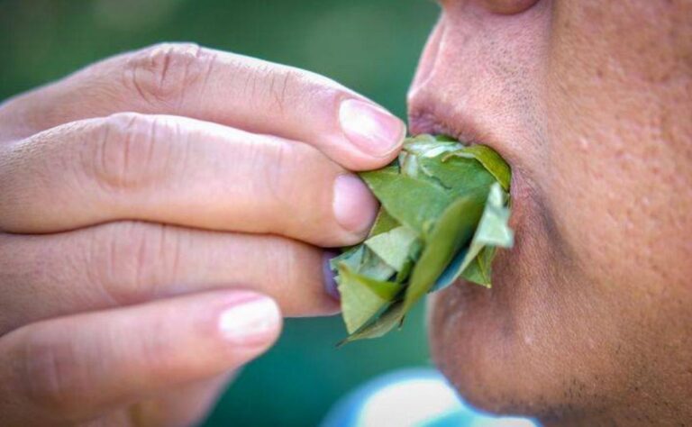 “Coquear” en Salta no dará positivo en los narcotests