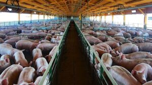 Las exportaciones de carne de cerdo crecieron más de 150%