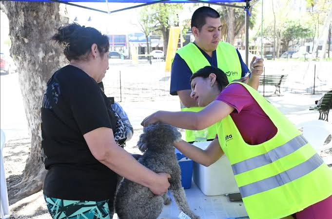Alarmante: detectaron 11 casos de leptospirosis canina en Salta