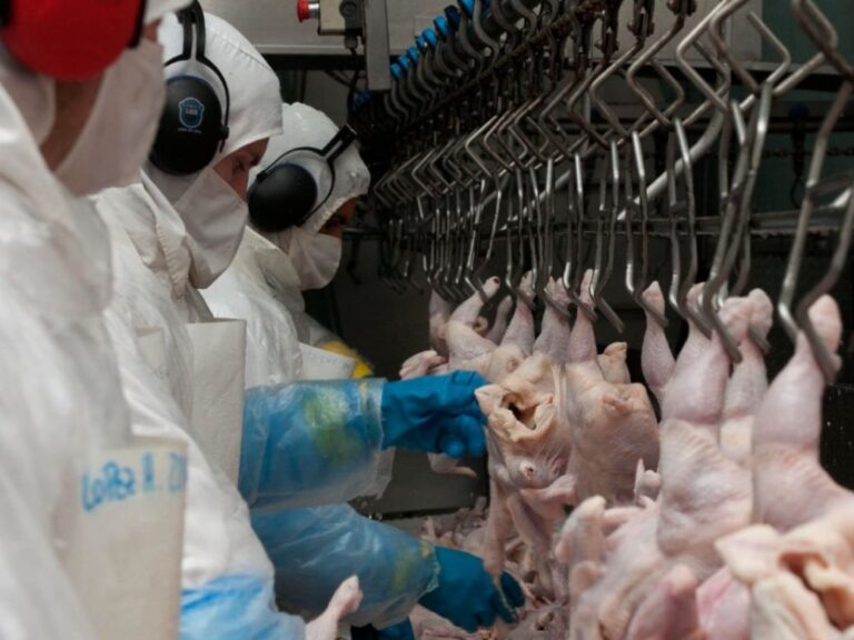 La Argentina vuelve a exporta carne de pollo a toda Europa