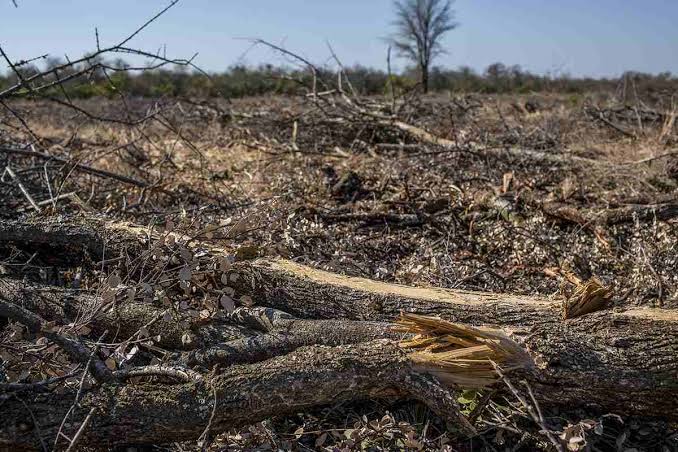 Desaparecieron más de 40.000 hectáreas de bosque nativo en el norte argentino
