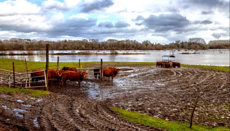 El fenómeno El Niño se acerca y enciende todas las alertas en Argentina