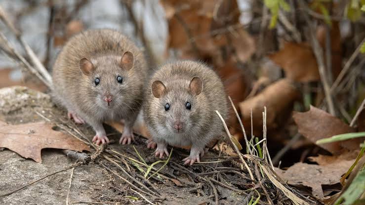 Alarma en Catamarca por roedores portadores de hantavirus