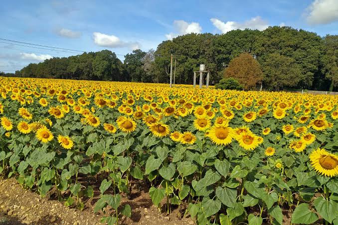 La producción de girasol vuelve a ganar protagonismo en Argentina
